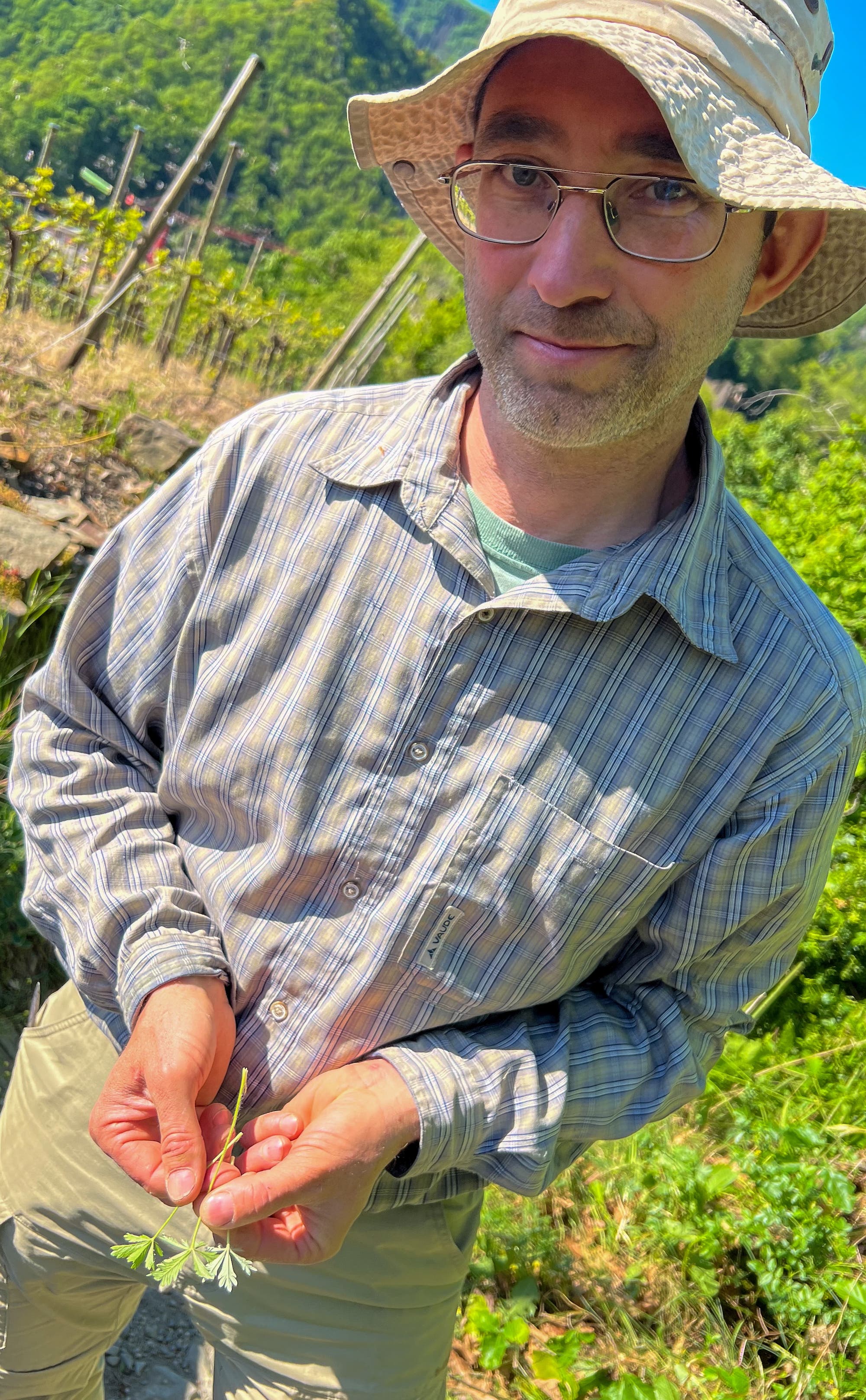 Ein Mann mit Brille und Hut steht bei Sonnenlicht in einem grünen, hügeligen Weinanbaugebiet und hält eine kleine Pflanze in den Händen. Er trägt ein gestreiftes Hemd und beige Hosen. Im Hintergrund sind Pflanzen und ein klarer Himmel zu sehen.