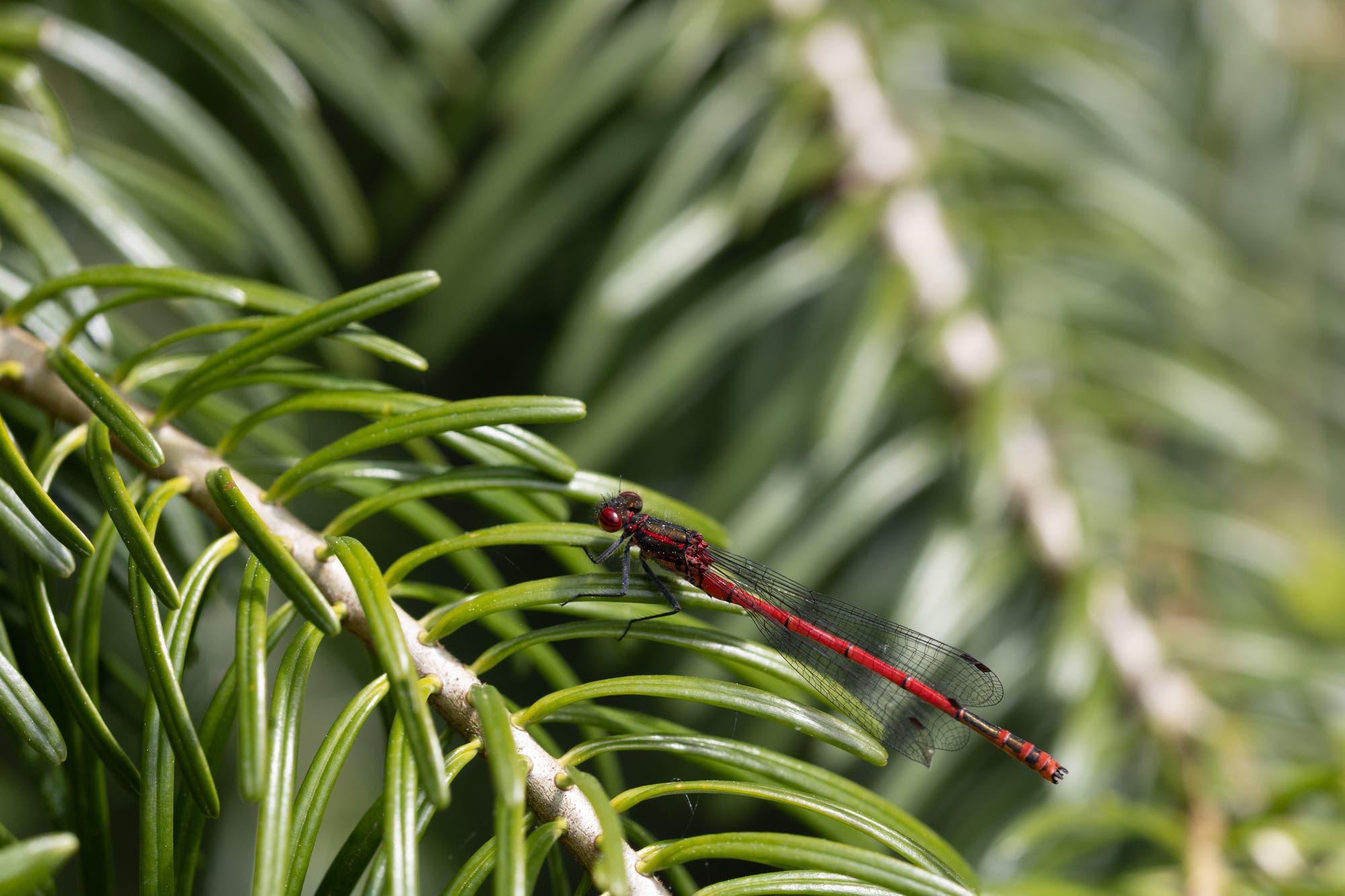 Eine rote Libelle sitzt auf einem grünen Tannenzweig. Sie hat transparente Flügel und ist detailliert sichtbar. Der Hintergrund ist unscharf und zeigt weitere grüne Nadeln.