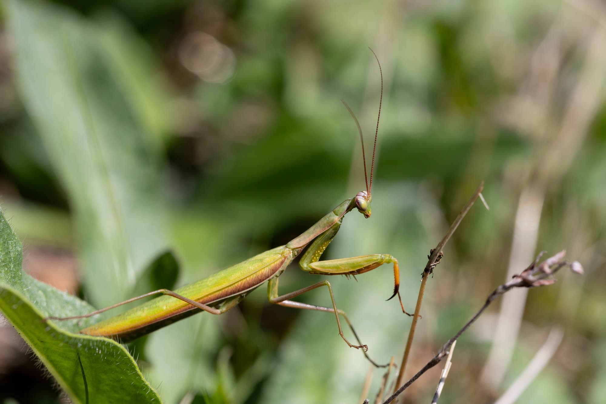Eine grüne Gottesanbeterin hangelt sich in voller Größe durch die Vegetation – hier von einem Blatt mit feinen Härchen zu einem kahlen Grashalm. Das Tier ist überwiegend grün, nur die Fangarme und Beine besitzen auch braune Bereiche, ebenso der Rand der Flügeldecken. Die langen braunen Antennen stehen nach oben ab.