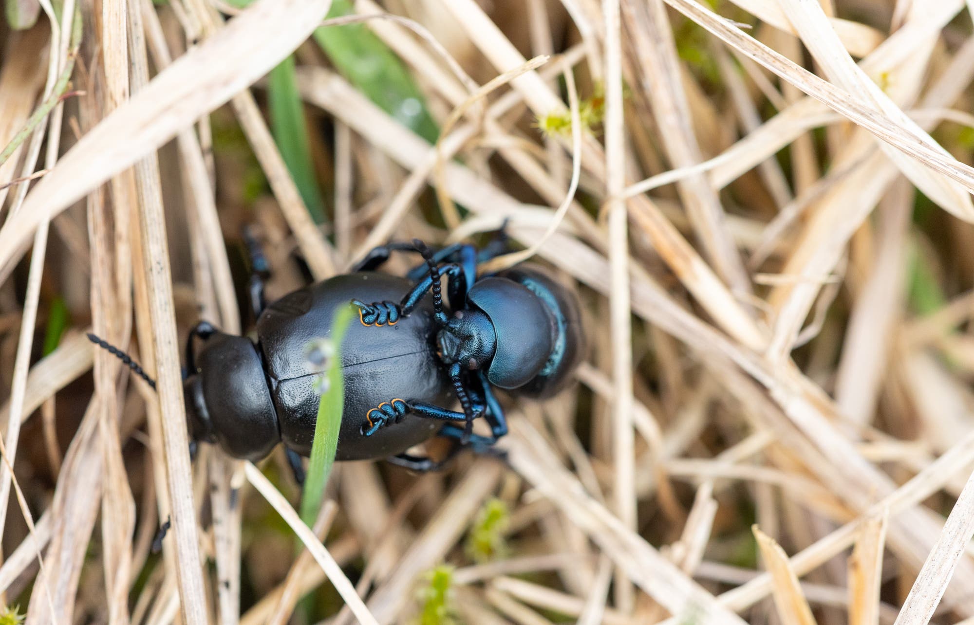 Zwei schwarze Käfer mit blauen Beinen, die an der Fußsohle orange sind, paaren sich im trockenen Gras. Die Käfer sind in einem natürlichen Umfeld zwischen den Grashalmen zu sehen.
