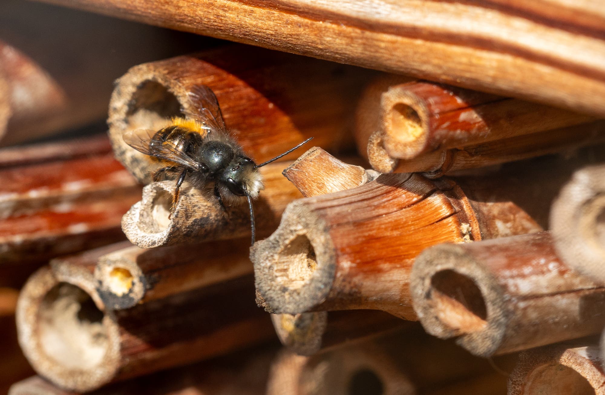 Männliche Mauerbiene mit weißer Stirn, dunklem Körper und gelbem Hinterteil sitzt auf einem Schilf- oder Bambusrohr eines Insektenhotels
