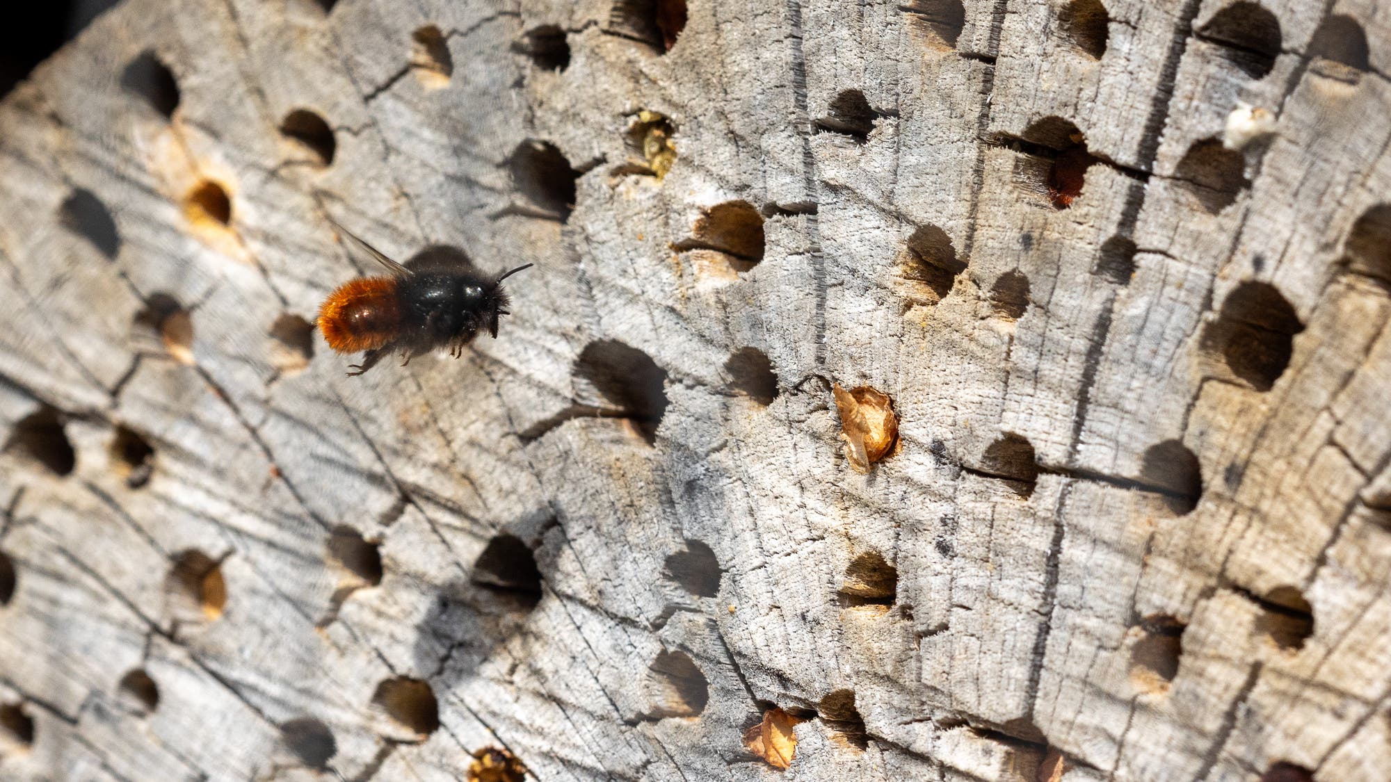 Eine weibliche Gehörnte Mauerbiene im Flug, erkennbar durch den orange gefärbten Hinterleib, das restliche Tier ist schwart. Rechts befindet sich eine Holzscheibe mit gebohrten Löchern, in denen die Insekten Eier ablegen können.