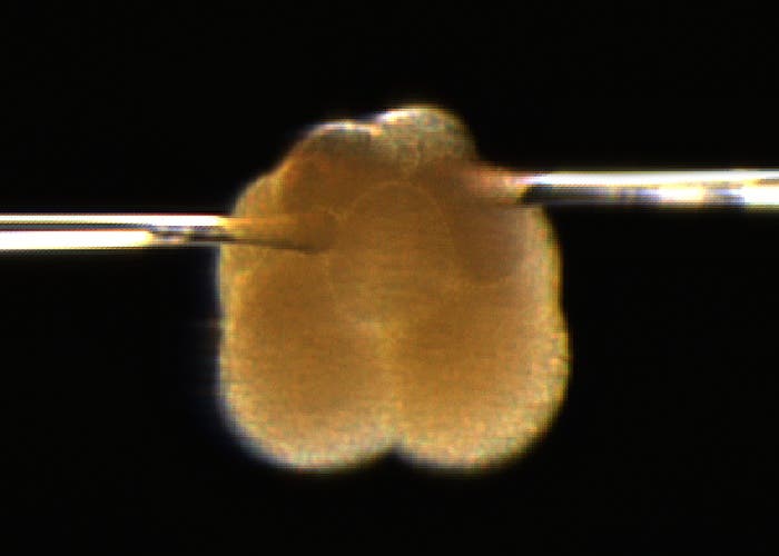 Künstlich gedrehter Schneckenembryo