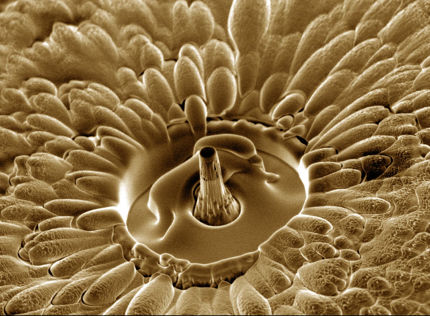 Eine Säule, die aus Bündeln von Kohlenstoff-Nanoröhrchen besteht