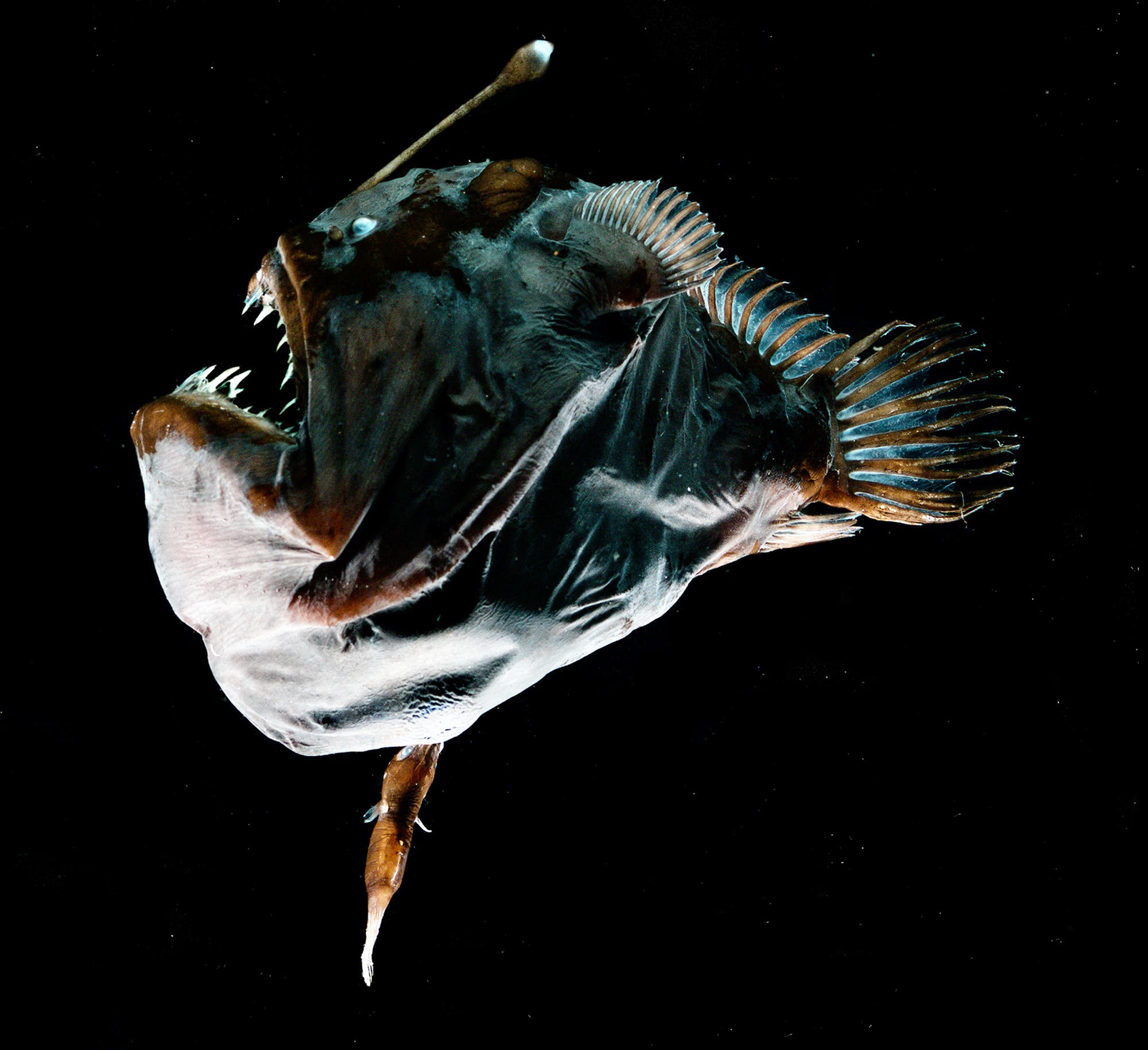 Ein buckliges Anglerfisch-Männchen hängt fest am Bauch des Weibchens.
