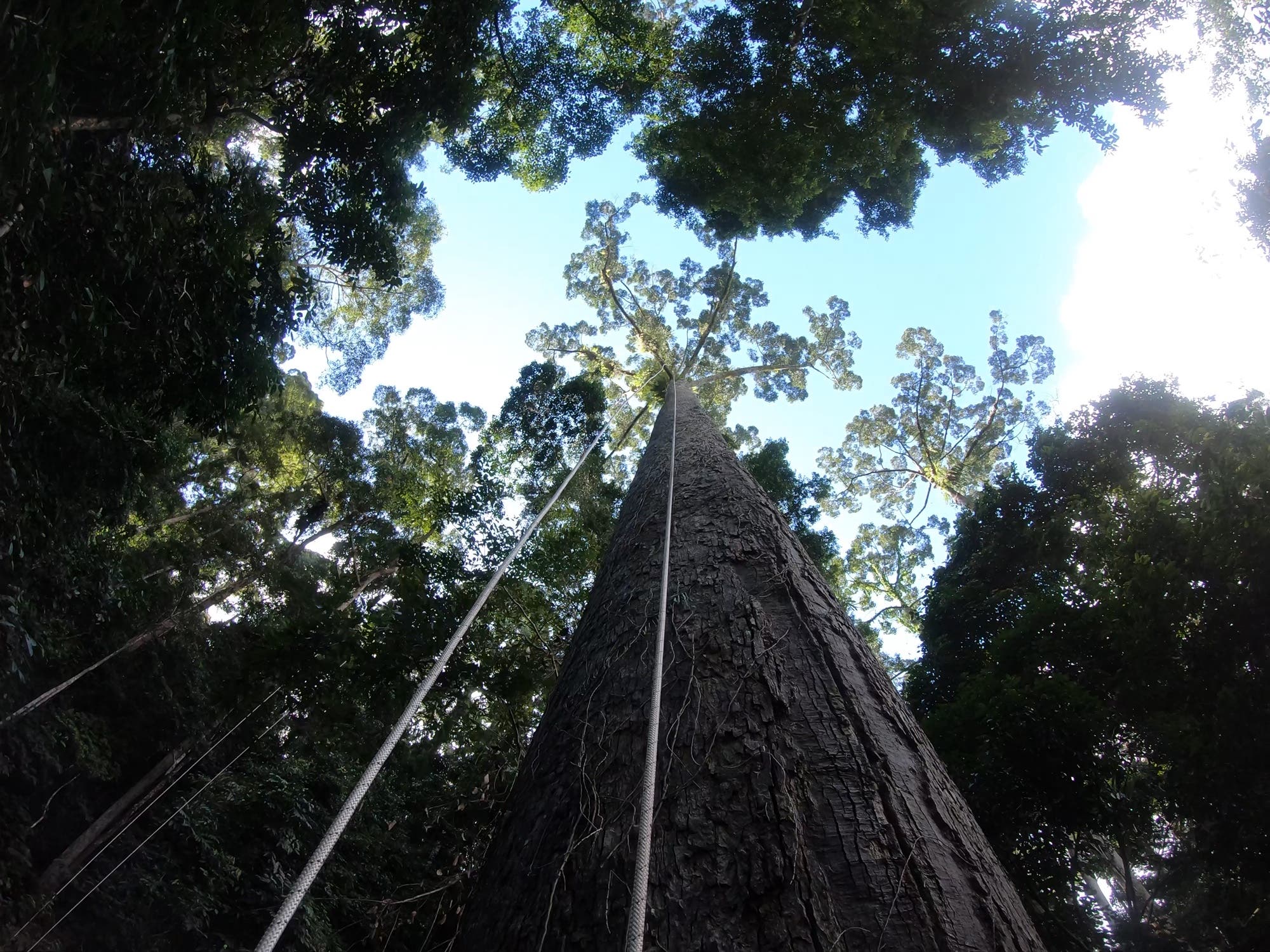 Gelber Meranti – der größte Tropenbaum der Erde