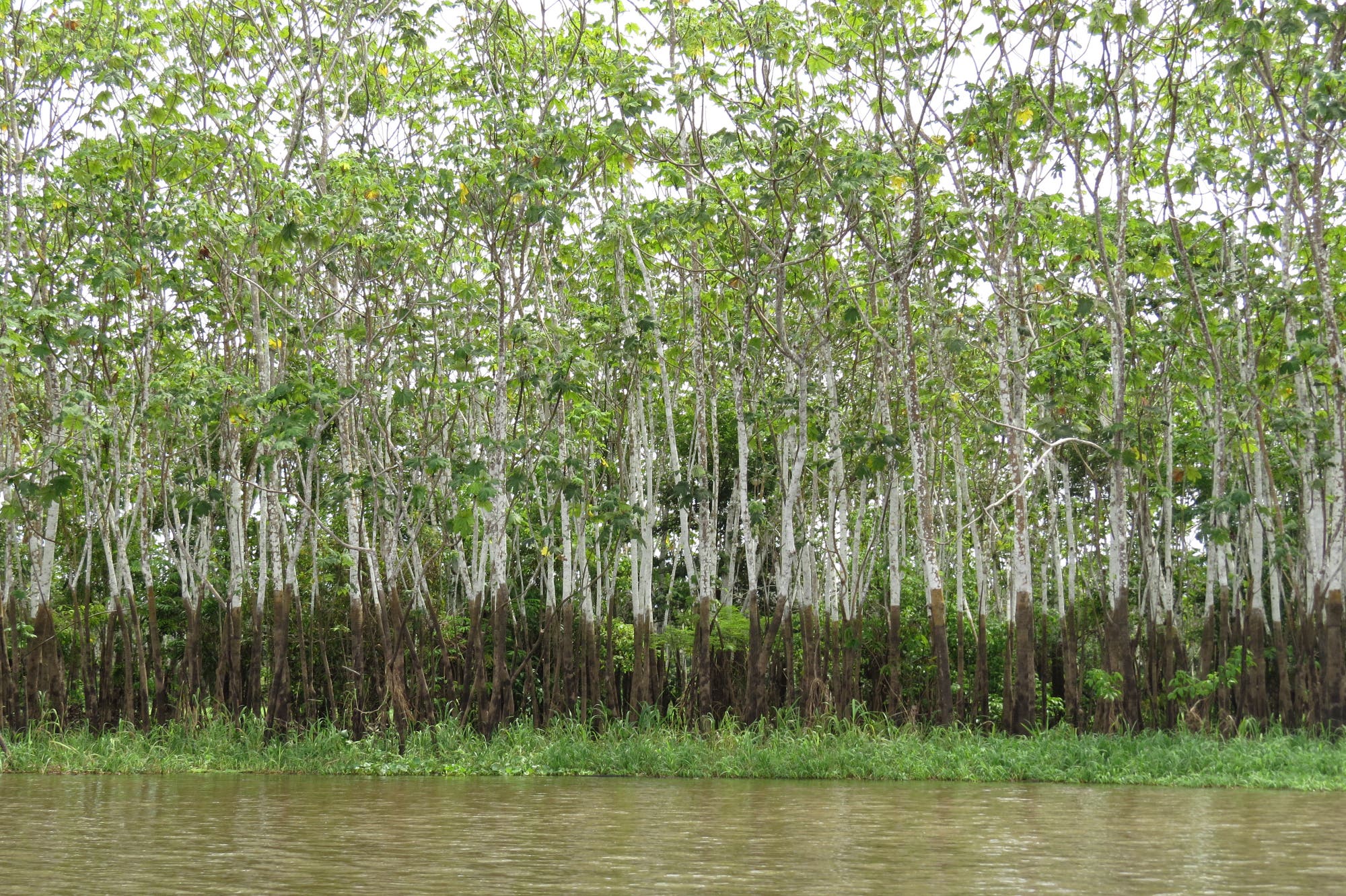 Überflutungswald in Amazonien