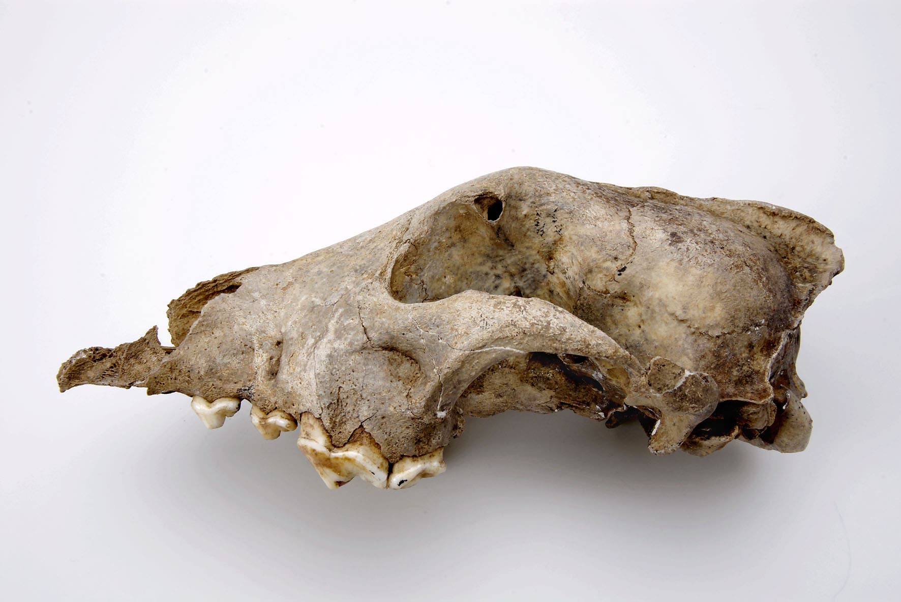  Ein prähistorischer Riesenhund – Seitenlinie der Hundeevolution?