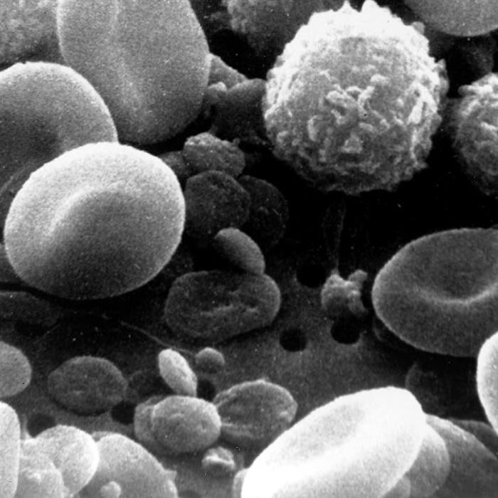 Thrombozyten zwischen anderen Blutzellen