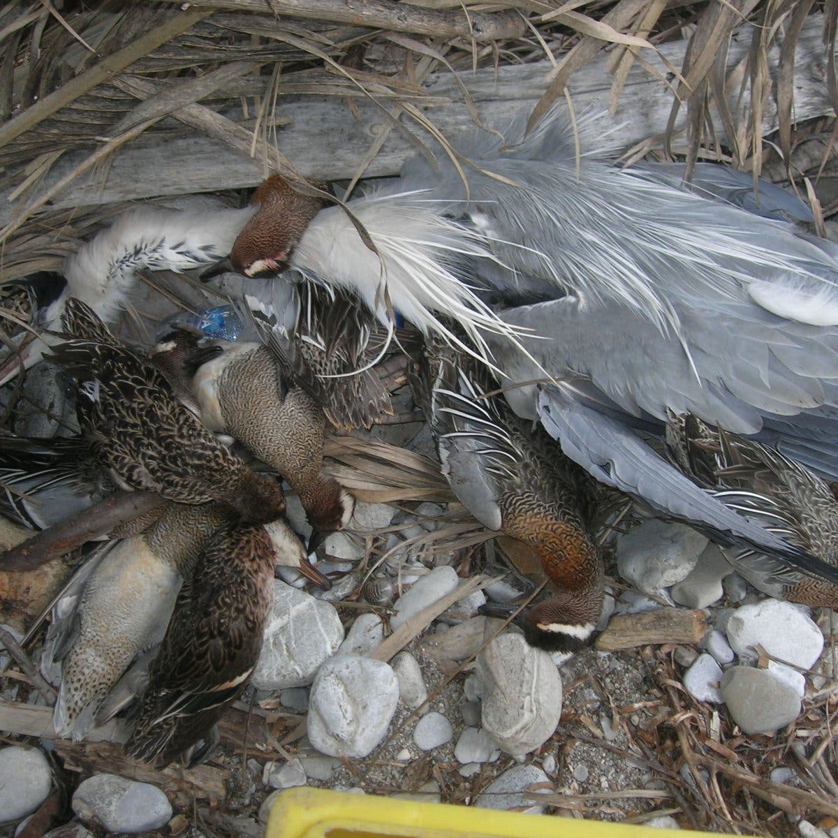 Diese Vögel wurden in einem Feuchtgebiet in Bosnien geschossen und blieben anschließend unbeachtet liegen.