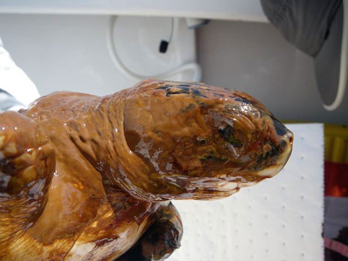 Verölte Meeresschildkröte