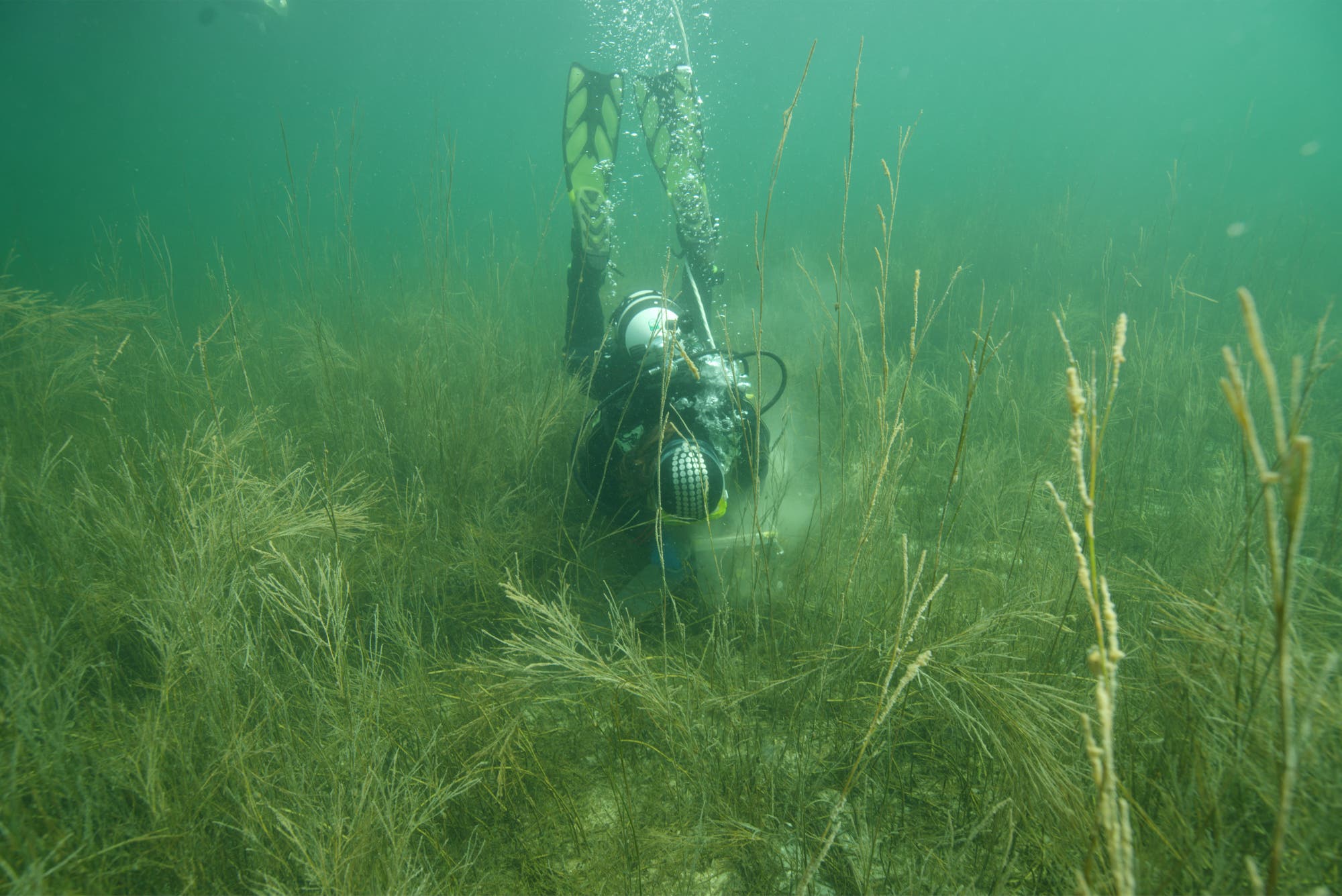 Ein Taucher in voller Ausrüstung arbeitet unter Wasser in einem dichten Seegrasfeld. Luftblasen steigen zur Oberfläche auf. Die Umgebung ist grünlich und trüb, typisch für eine Unterwasserszene. Der Taucher scheint etwas am Boden zu untersuchen oder zu bearbeiten.