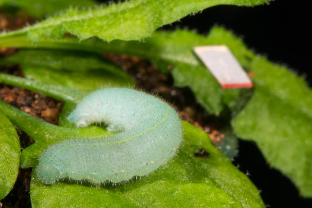 Kohlweißlingraupe knabbert an Arabidopsis