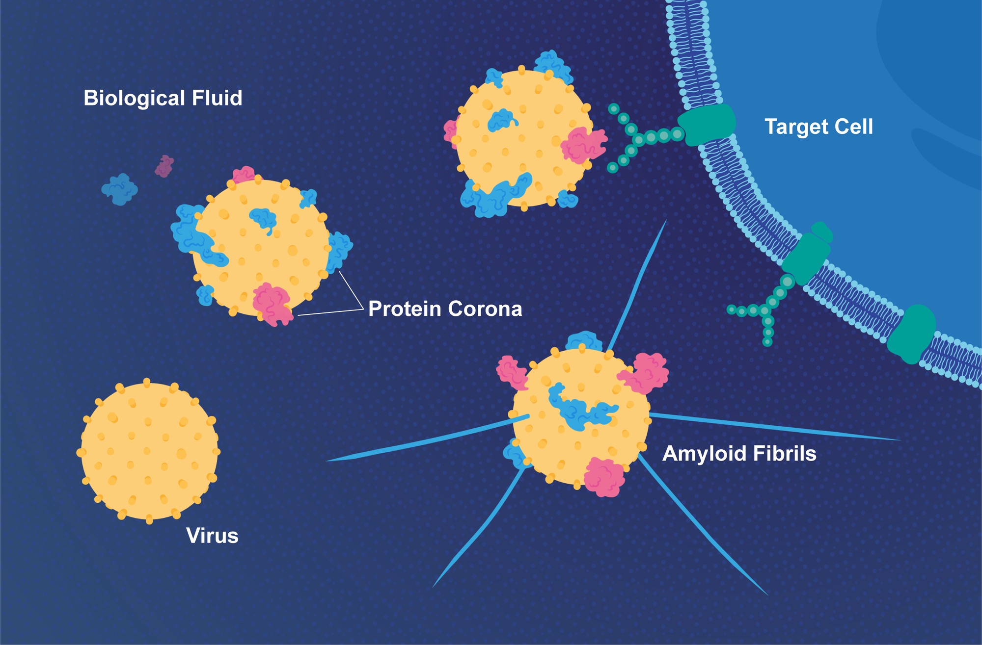 Viren bekleiden sich mit Proteinen