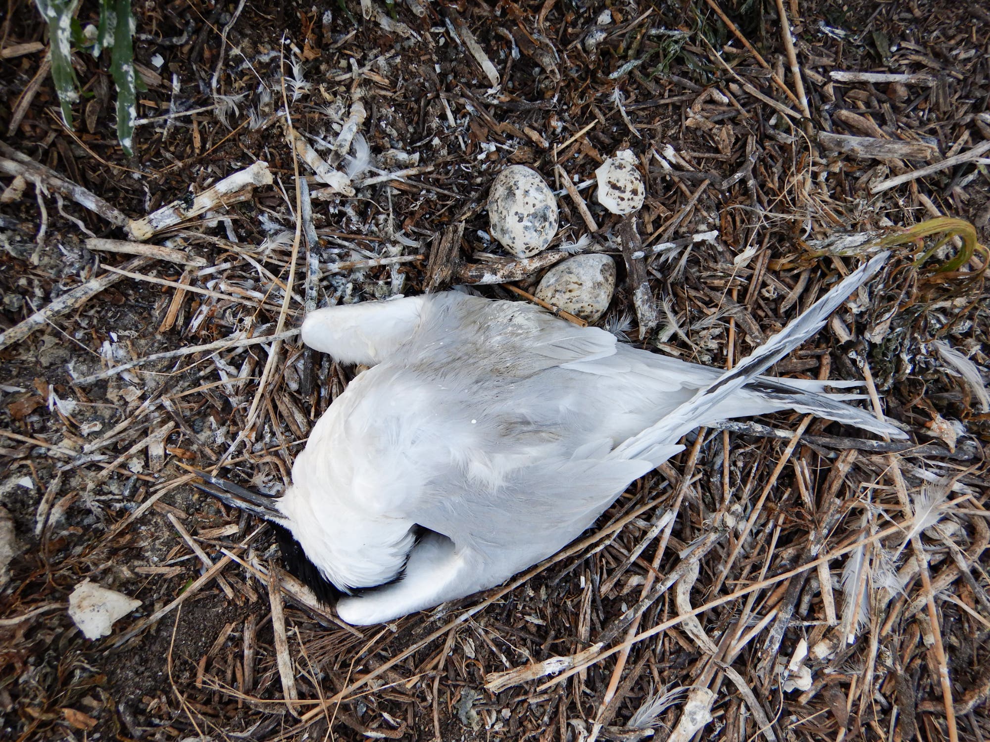 Viele Seeschwalben ereilte der Tod inmitten ihrer Brutphase. Eier starben ab, Küken verhungerten.