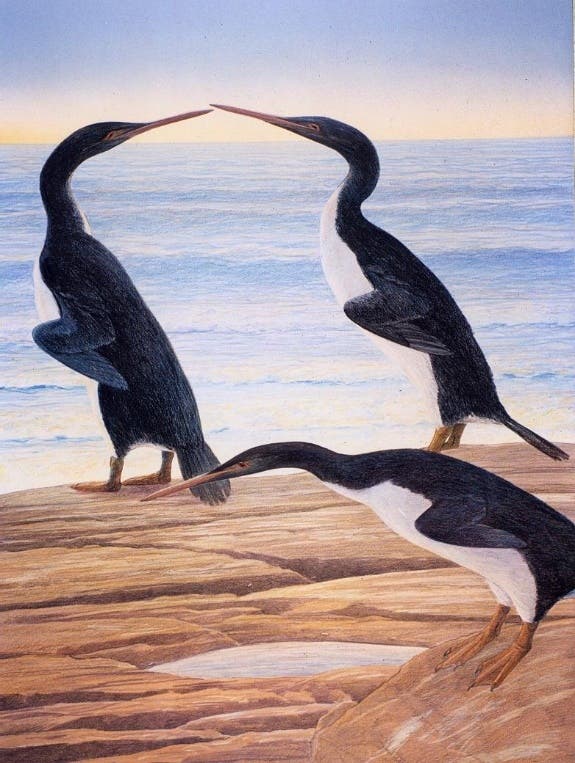 Künstlerische Darstellung des 150 Zentimeter großen Pinguins aus Neuseeland. Diesen Vogel hätte man nicht so einfach aus einem Zoo raustragen können.