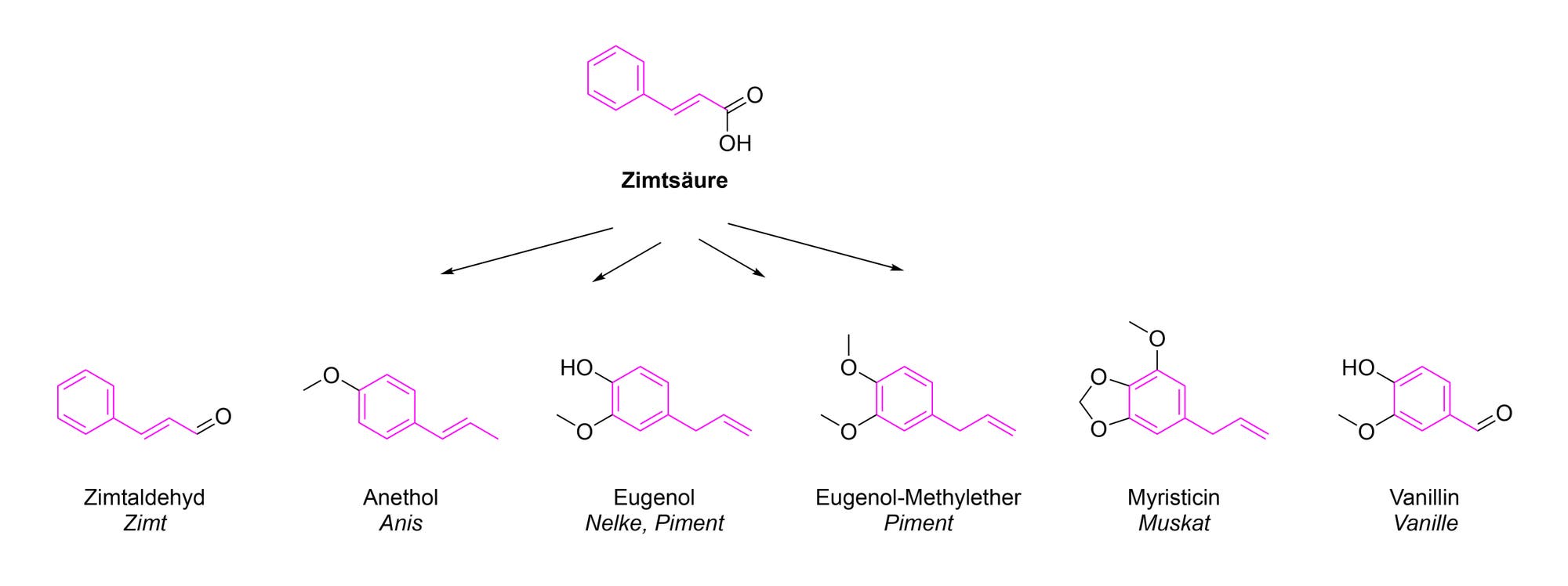 Die Abbildung zeigt die chemische Struktur von Zimtsäure und deren Derivaten. Oben ist die Struktur der Zimtsäure dargestellt, von der Pfeile zu sechs weiteren Strukturen führen: Zimtaldehyd, Anethol, Eugenol, Eugenol-Methylether, Myristicin und Vanillin. Unter jeder Struktur sind die Namen der Verbindungen sowie ihre natürlichen Vorkommen angegeben, wie Zimt, Anis, Nelke, Piment, Muskat und Vanille. Die Strukturen sind in Lila gezeichnet, mit funktionellen Gruppen und aromatischen Ringen.