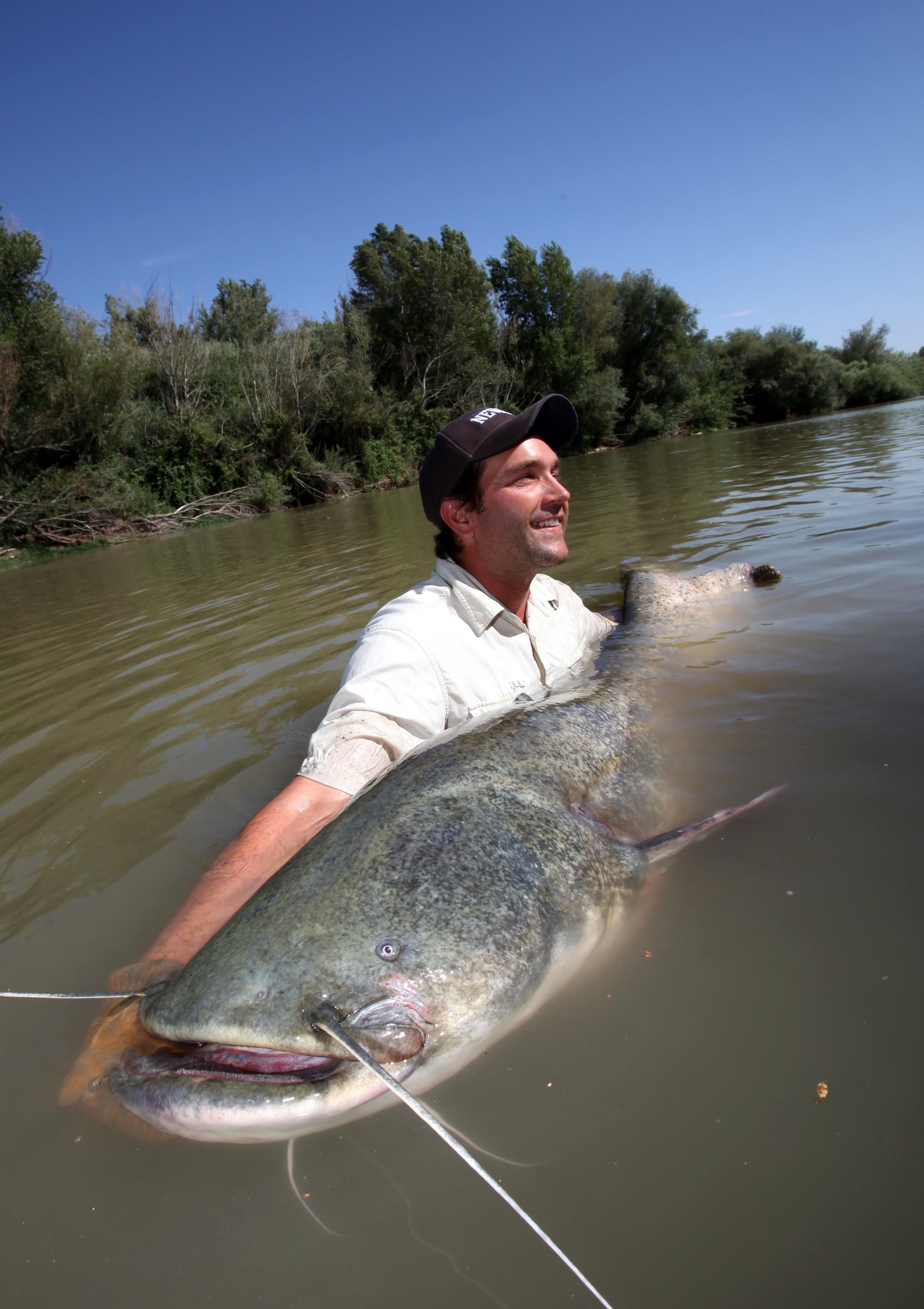 Fischbiologe Zeb Hogan hievt einen Europäischen Wels im spanischen Fluss Ebro an die Oberfläche.