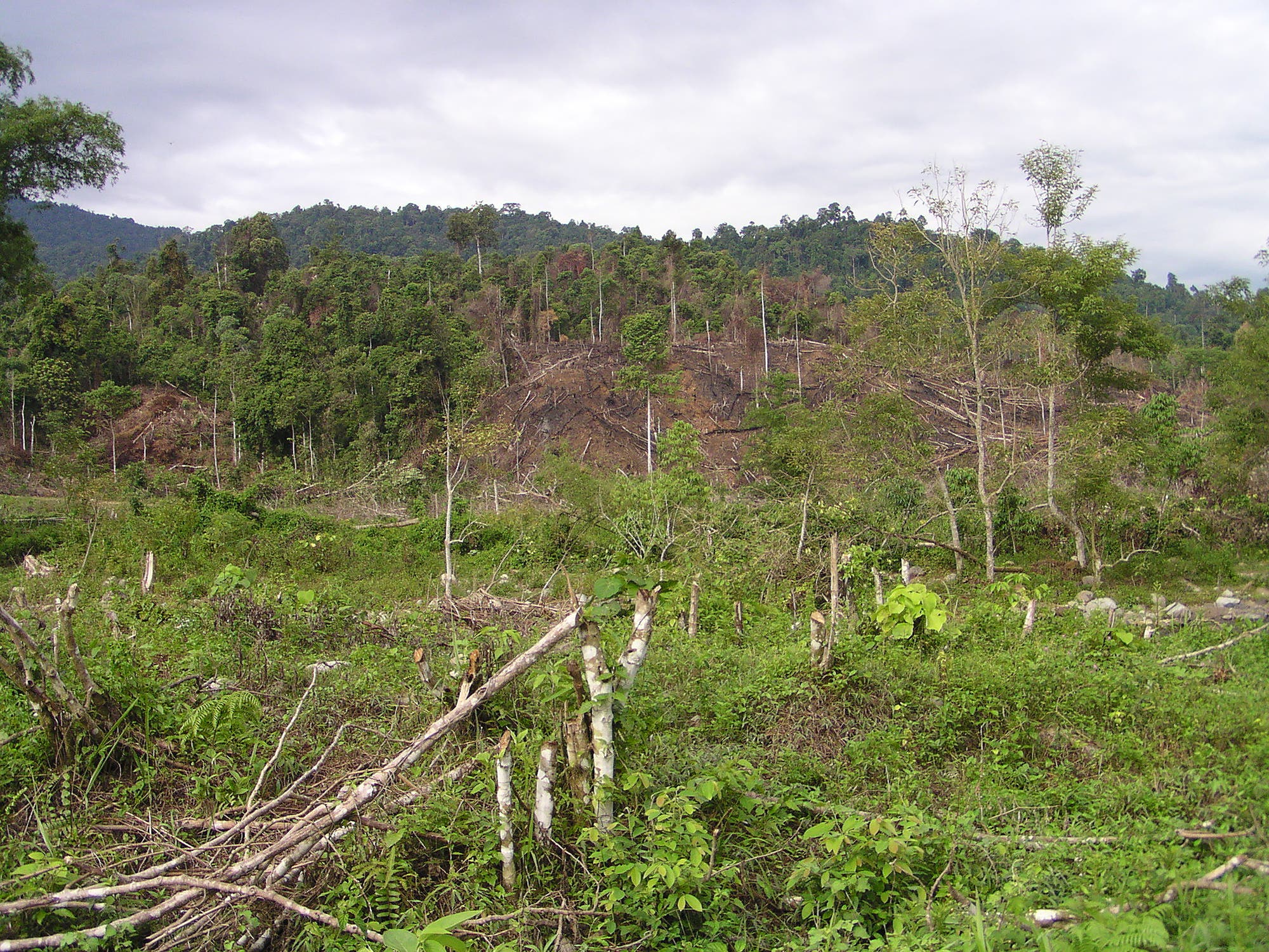 Zerstörter Regenwald auf Sumatra