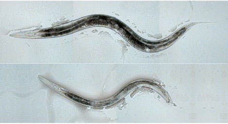 Nematoden <i>C. elegans</i>