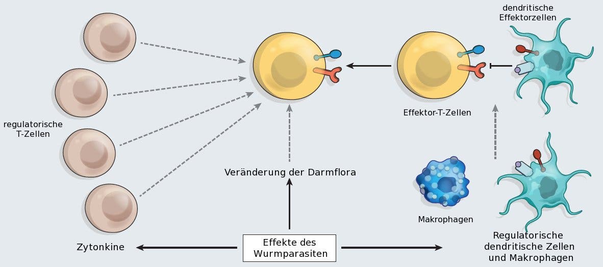 Die Auswirkungen des Wurmes