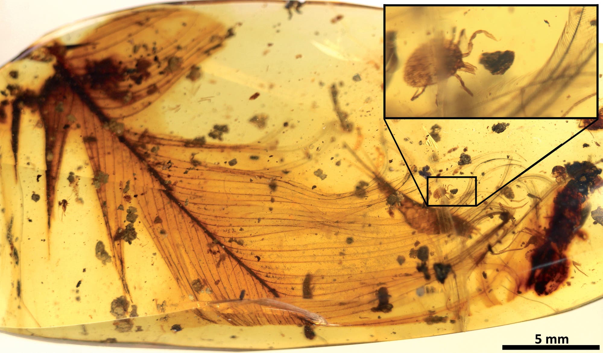 Eine 100 Millionen Jahre alte Zecke klammert sich an einer Feder fest, beide in Bernstein eingegossen.