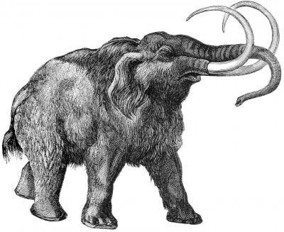 Zeichnung eines Mammuts