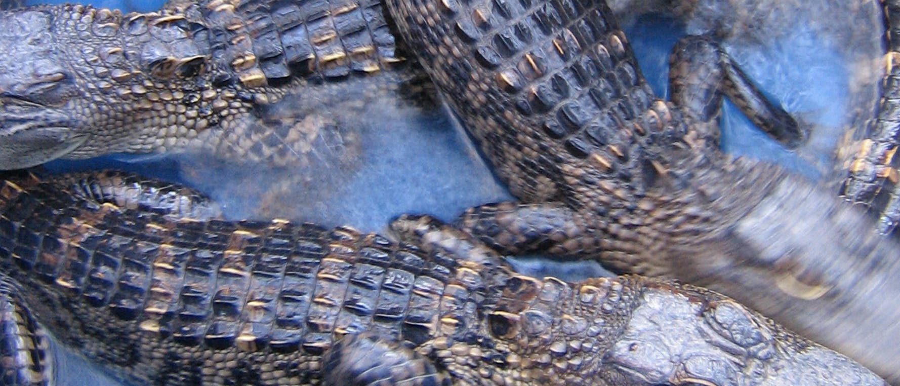 Junge Alligatoren 
