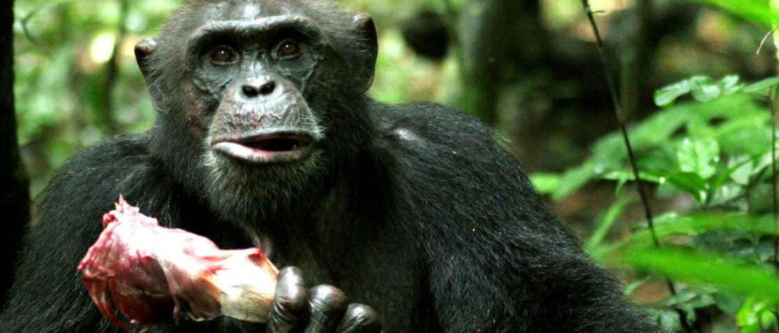 Schimpansenmann Sagu mit Jagdbeute
