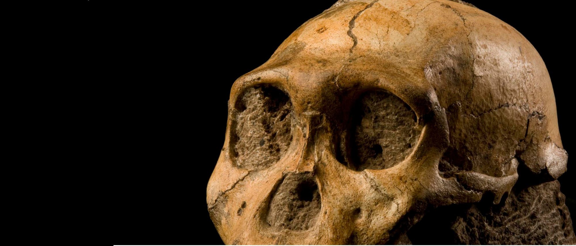 Schädel von <i>Australopithecus sediba</i>