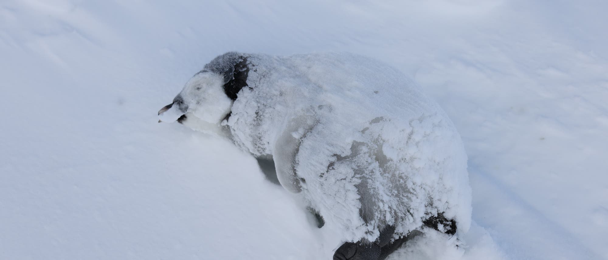 Ein Pinguink&uuml;ken liegt im Schnee und ist teilweise mit Schnee bedeckt. Der Hintergrund zeigt eine schneebedeckte Landschaft. Das K&uuml;ken ruht auf der Seite, und seine Fl&uuml;gel sind sichtbar. Die Szene vermittelt eine ruhige, winterliche Atmosph&auml;re.