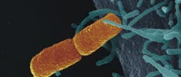 Bakterium infiziert Zelle