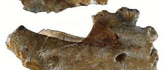 Fossilreste von <i>Eritherium&nbsp;azzouzorum</i>