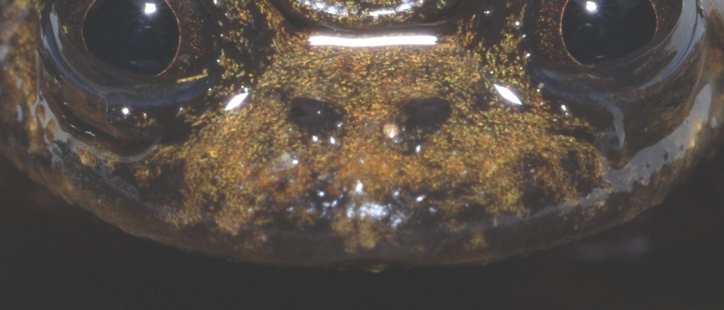 Frosch ohne Lunge: <i>Barbourula kalimantanensis</i>