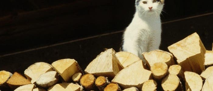 Katze auf Holzstoß