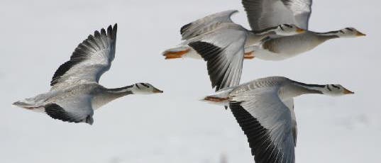 Streifengänse im Flug