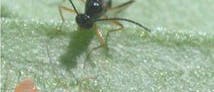 Schlupfwespe attackiert Blattläuse