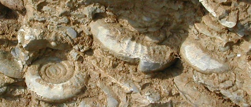 Ammoniten aus der frühen Trias