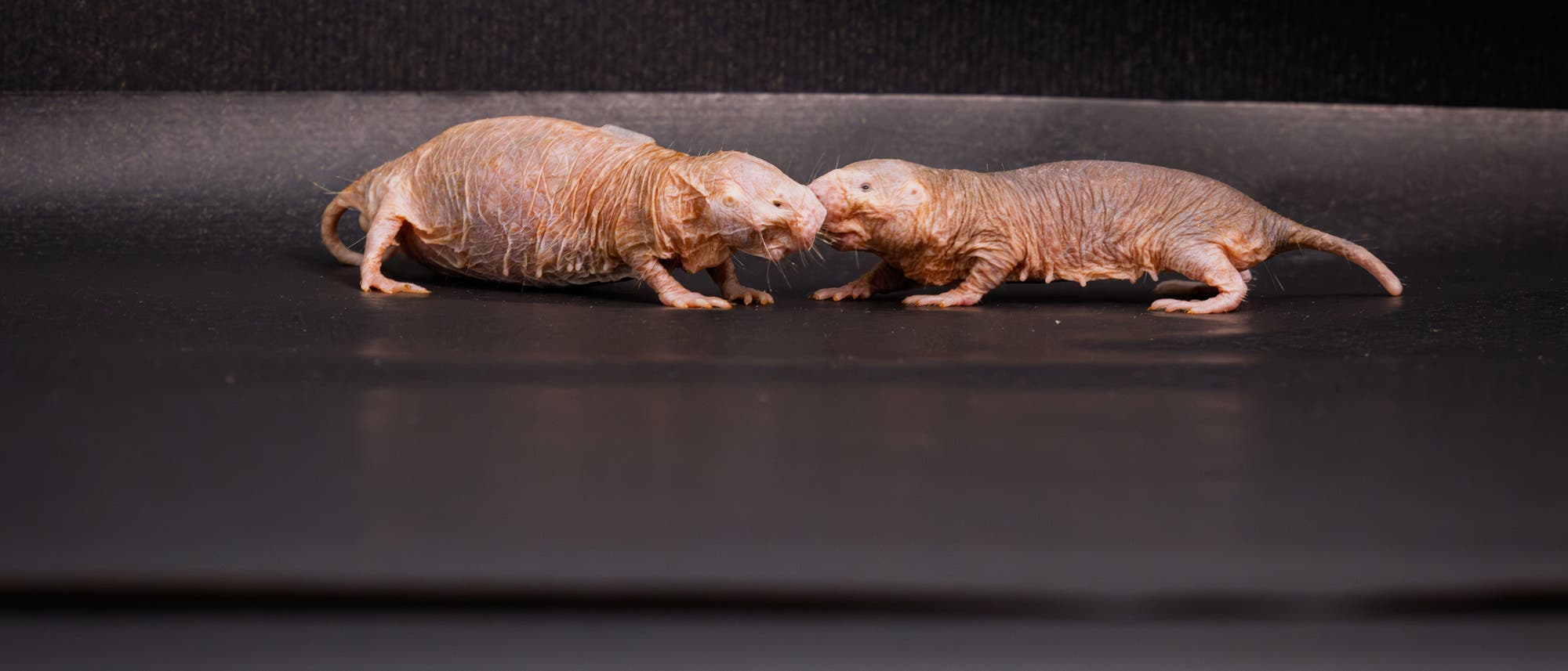 Zwei Nacktmulle stehen sich auf einer dunklen Oberfläche gegenüber. Die Tiere haben eine faltige, haarlose Haut und lange, dünne Schwänze. Sie scheinen miteinander zu interagieren, möglicherweise durch Berührung mit ihren Schnauzen. Der Hintergrund ist dunkel und schlicht, wodurch der Fokus auf den Nacktmullen liegt. Zwei Nacktmulle stehen sich auf einer dunklen Oberfläche gegenüber. Die Tiere haben eine faltige, haarlose Haut und lange, dünne Schwänze. Sie scheinen miteinander zu interagieren, möglicherweise durch Berührung mit ihren Schnauzen. Der Hintergrund ist dunkel und schlicht, wodurch der Fokus auf den Nacktmullen liegt.