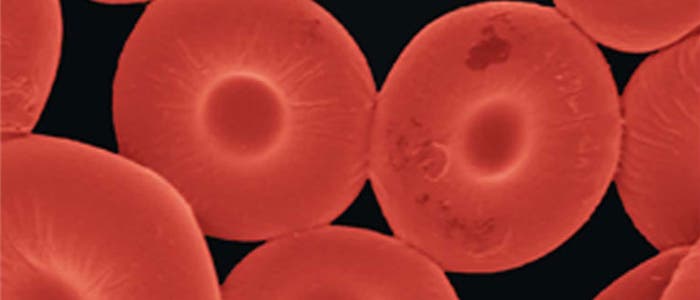 Künstliche rote Blutkörperchen