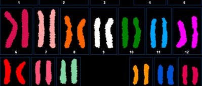 Chromosomen von Craig Venter in bunt