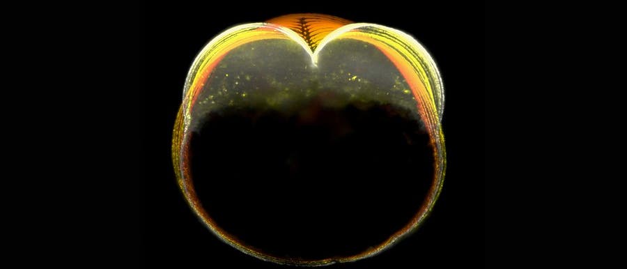 Fluoreszenzmikroskopisches Bild einer sich teilenden Fischembryozelle, die in leuchtenden Gelb- und Oranget&ouml;nen auf schwarzem Hintergrund dargestellt ist. Die Struktur hat eine bogenf&ouml;rmige Erscheinung mit feinen, parallel verlaufenden Linien, die von einem zentralen Punkt ausgehen. Der Hintergrund ist dunkel und hebt die fluoreszierenden Details hervor.