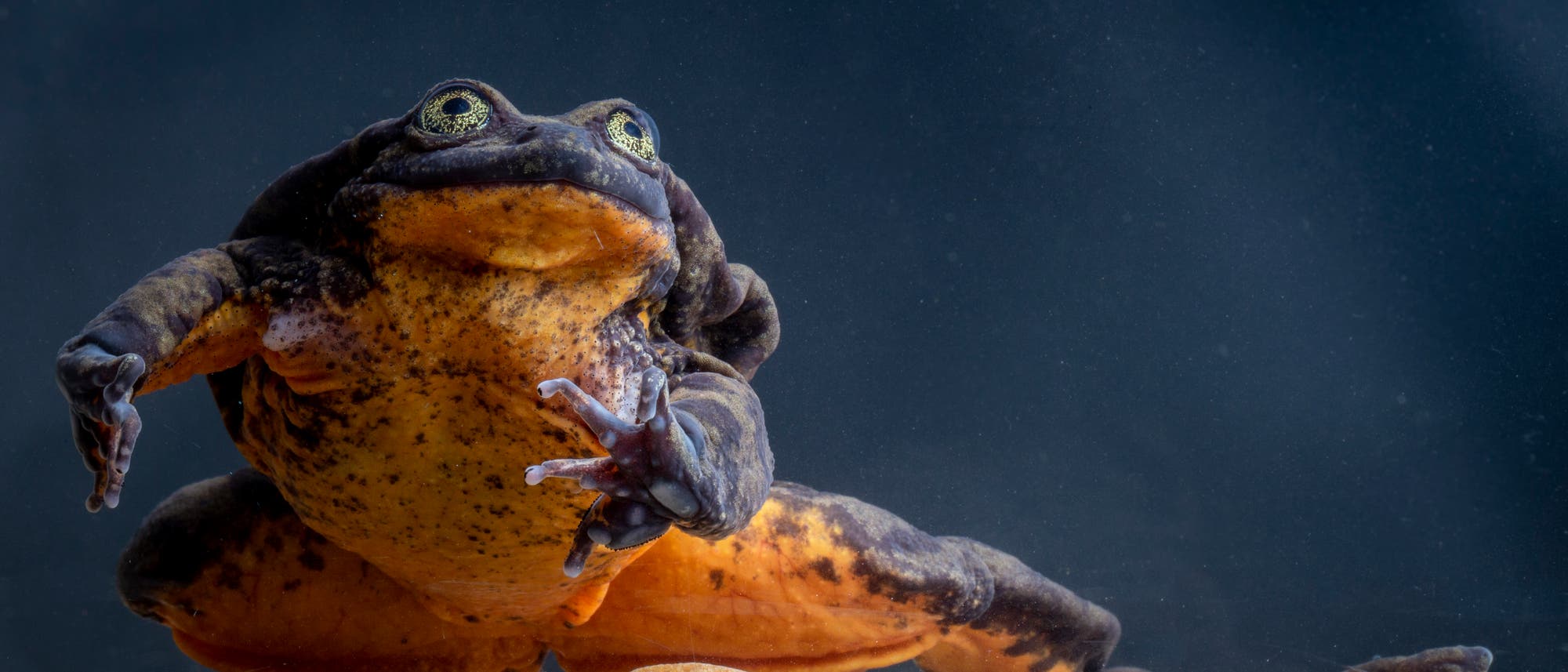 Eine Kr&ouml;te sitzt auf einem Kieselsteinboden in einem Aquarium. Sie hat eine dunkle, fleckige Haut und gro&szlig;e, hervorstehende Augen. Die Kr&ouml;te ist in einer dynamischen Pose, als ob sie sich nach vorne bewegt. Der Hintergrund ist dunkel und hebt die Kr&ouml;te hervor.