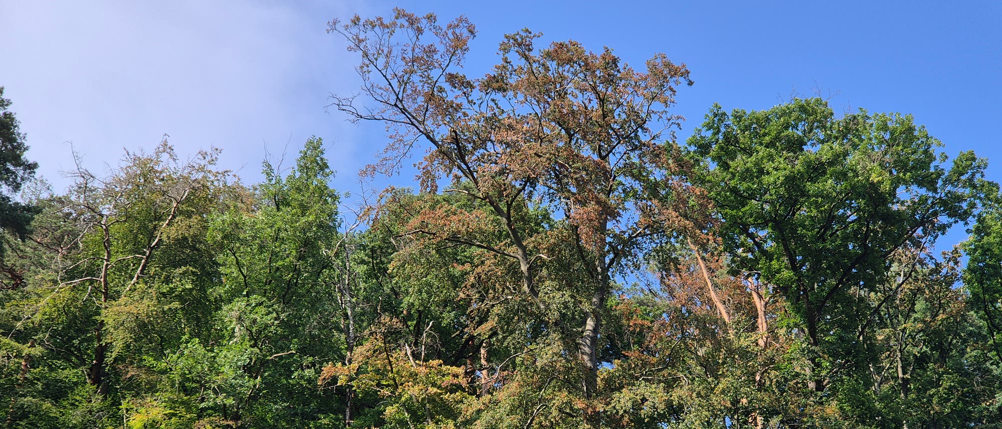 Eine Gruppe von Bäumen in einem Wald, die sich gegen einen klaren blauen Himmel abheben. Einige Bäume haben grüne Blätter, während andere Anzeichen von Verfärbung und Trockenheit zeigen. Die Szene vermittelt einen Eindruck von natürlicher Vielfalt und saisonalem Wandel. Eine Gruppe von Bäumen in einem Wald, die sich gegen einen klaren blauen Himmel abheben. Einige Bäume haben grüne Blätter, während andere Anzeichen von Verfärbung und Trockenheit zeigen. Die Szene vermittelt einen Eindruck von natürlicher Vielfalt und saisonalem Wandel.