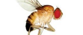 <i>Drosophila melanogaster</i>
