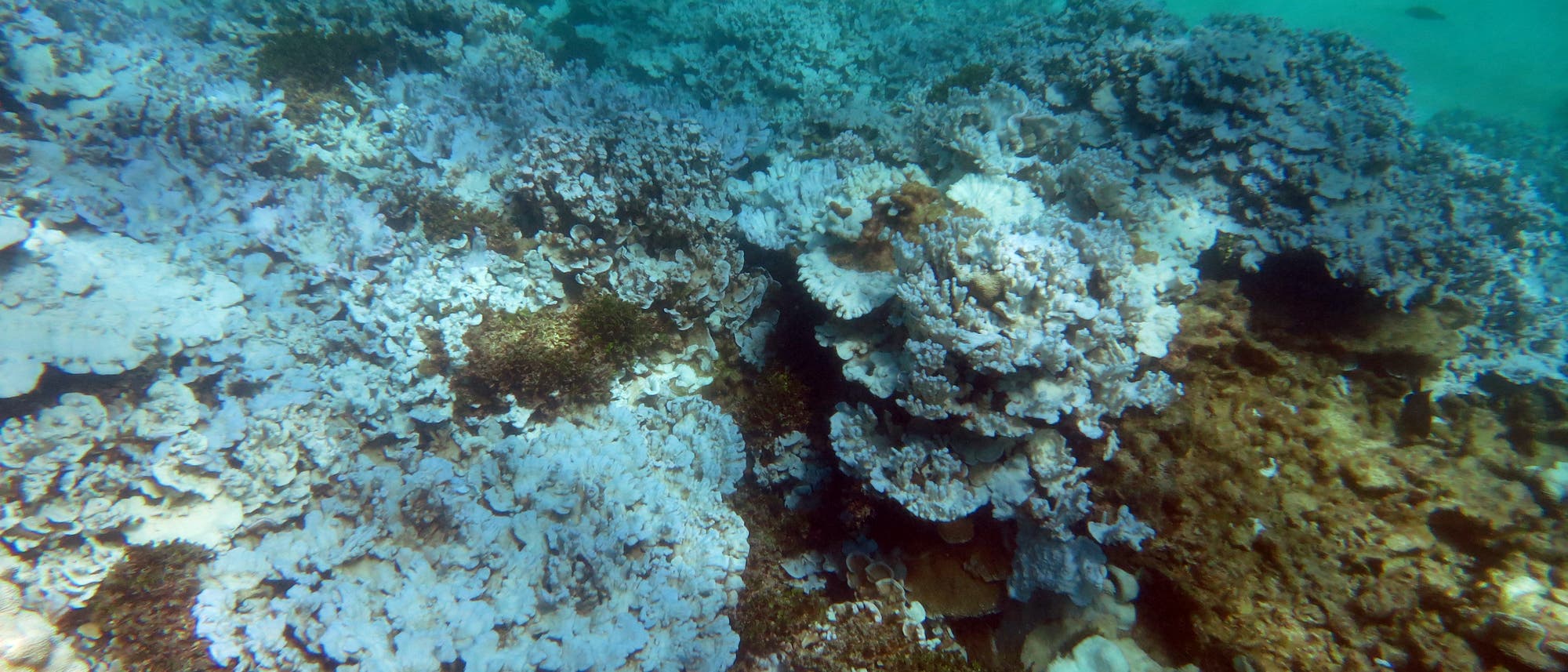 Korallenbleiche vor der Küste Hawaiis, August 2014