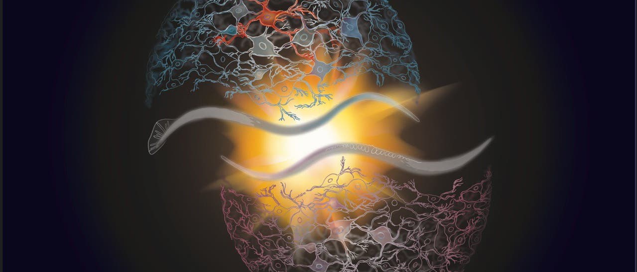 Künstlerische Darstellung C. elegans Nervensystem
