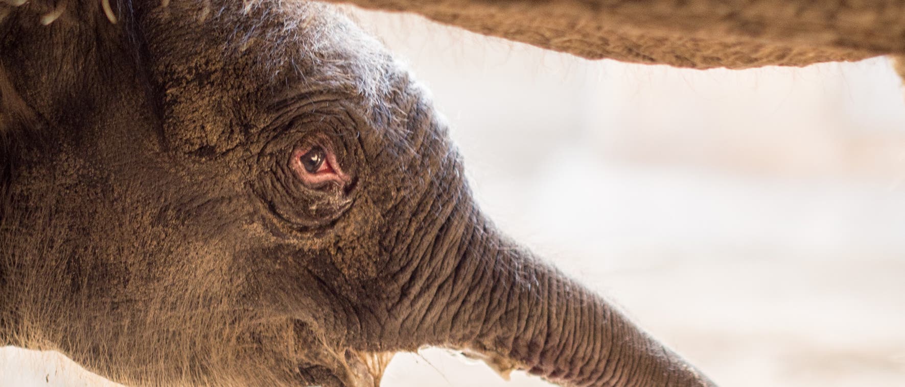 Neugeborenes Elefantenbaby