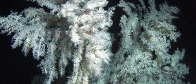 Weiße Form der Christbaum-Koralle