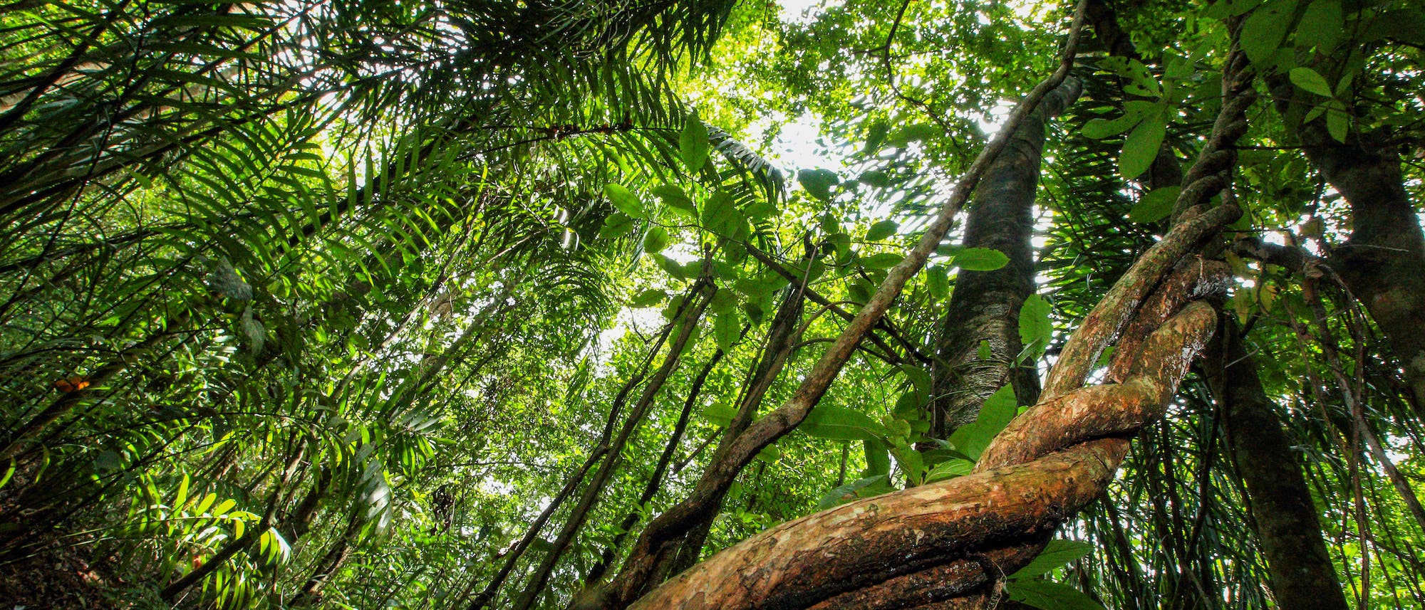 Eine Liane im panamaischen Regenwald